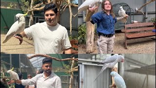 Maleny botanic garden trendingshorts travel india viralvideos australia birds parrot family [upl. by Taveda]