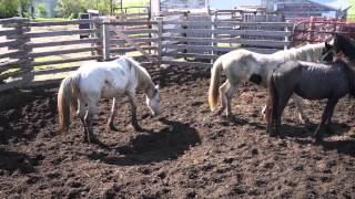 Wild horses fighting establishing position at sort [upl. by Laura]