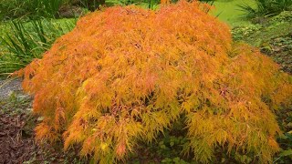 VIRIDIS JAPANESE MAPLE UPDATE [upl. by Trainor]