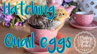 HATCHING QUAIL Incubating and Hatching Quail Eggs [upl. by Gee532]