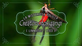 LA MISTERIOSA POLILLA Creatonotos gangi Linnaeus 1763 [upl. by Bert]