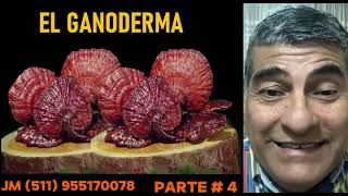 El Ganoderma Parte 4 [upl. by Williamsen]