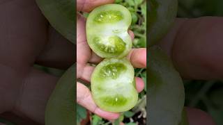 Green ￼tomato cutting skills cuttingskills vegetablecarving cuttingvegetable cuttinggarden [upl. by Vannie842]