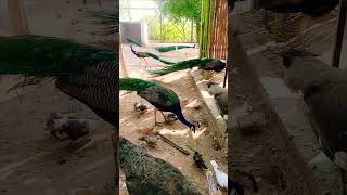 Bird farm  peacock  birds farming india pakistan [upl. by Pihc836]