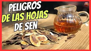 🚽 PELIGROS DE LAS HOJAS DEL SEN CASSIA ANGUSTIFOLIA 🚽 EL LAXANTE NATURAL DE EFECTO INMEDIATO [upl. by Ellatsyrc]