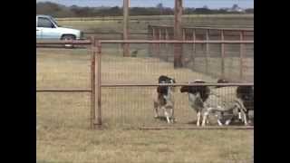 RedDawn Border Collies CHorse River Herding [upl. by Macrae256]