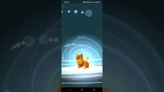 Pawmi evolves into Pawmo pokemon pokemongo caught evolution 1000subscriber 100iv [upl. by Heppman]