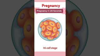 Pregnancy in 20 Seconds From Conception to Birth pregnant baby September 13 2024 [upl. by Fabri]