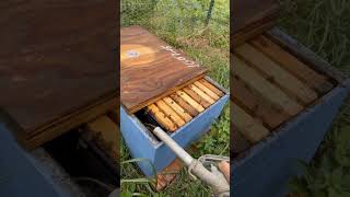 Hydrating the Hive 🐝💧 Adding Water to the Honeycombs beekeeping HiveCare honeycomb [upl. by Mar663]