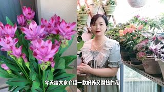 耐热耐晒，花期又长的姜荷花，今年一小盆，明年就是一大盆 [upl. by Mikes368]