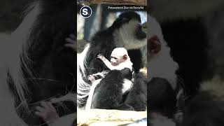 Colobus Monkey Mom Shows Off New Baby at Indiana Zoo [upl. by Imoan]