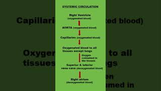 Systemic circulation youtubeshorts shortsvideo [upl. by Analrahc]