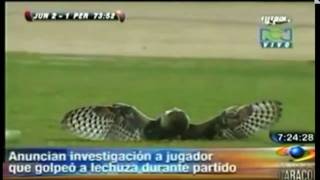 Football player kicks and kill a birdowl  Kicks other players too [upl. by Hornstein]