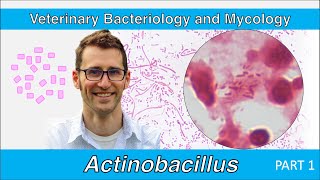 Actinobacillus Part 1  Veterinary Bacteriology and Mycology [upl. by Chap851]