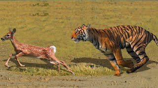 Tiger and Deer fightquotquotnatural creature video [upl. by Eliak]