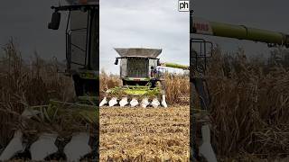 CLAAS Lexion Combine Harvester Working In A Field Of Maize [upl. by Eibo898]