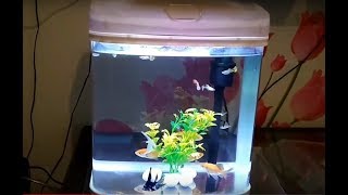 FISH TANK RS Electrical RS300a showoff video update with new fish [upl. by Nolyd]