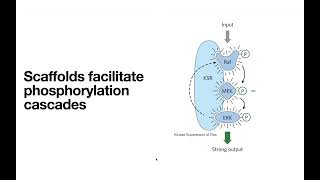 Receptor Tyrosine Kinases – insulin receptor INSR etc [upl. by Odille]