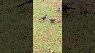 Baby grackle begs from mom Playa del Carmen Mexico tropical Caribbean golf course bird life nature [upl. by Lahcear745]