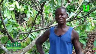 AYEKOO COCOA FARMERS AT SEHWI ABOAKYE KROM SHARE THEIR HAPPINESS ON COCOA REHABILITATION 1 [upl. by Ayanej340]