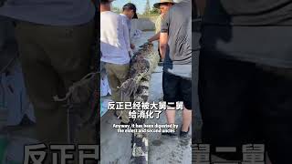 在养殖场当牛马的VLog 猛兽 animals 小动物 动物 搞笑 有趣的动物 鳄鱼 crocodile 野生动物 pets 分享 游戏 动物解说 [upl. by Furnary]