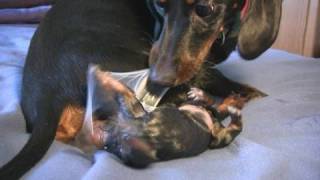 Dachshund 1st Puppy Birth [upl. by Innavoij]