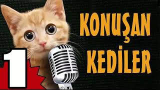 Konuşan Kediler 1  En Komik Kedi Videoları [upl. by Loree]