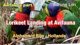 Lory Bird  Lorikeet Landing at Avifauna  Alphen ad Rijn Hollands [upl. by Yrneh367]