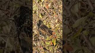 Škorec Sturnus vulgaris [upl. by Anderegg]