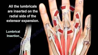 Lumbrical Muscles Of The Hand Anatomy  Everything You Need To Know  Dr Nabil Ebraheim [upl. by Kamerman]