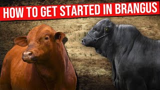 🔴 How To Get Started In BRANGUS CATTLE Breeding ✅ brangus [upl. by Bravar769]