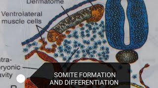 SOMITE DIFFERENTIATION [upl. by Scrivings917]