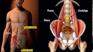 Importancia del Psoas Ilíaco en el CORE [upl. by Nattirb]