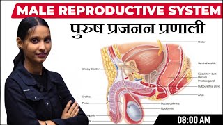 नर जनन तंत्र  Male Reproductive System in Hindi  Class 12 Biology Chapter 3 [upl. by Annamarie]