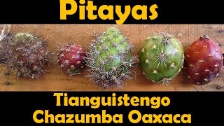 Pitayas de Tianguistengo Chazumba Oaxaca [upl. by Yelreveb261]