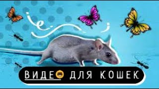 Игры для кошек на экране  Мышь бегает  Птички поют  Видео для кошек 😻🐾❤️ [upl. by Georges582]