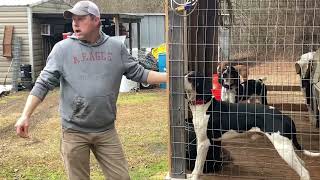 Hunting Dog Introductions 3 🦝 Coon Dogs 1 🐿️ Squirrel Dog [upl. by Hiett]