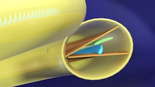 Immersive 3D Tour of the Cochlea  Basic Physiology of Hearing 3D Animated  Ear Physiology [upl. by Ihsar]