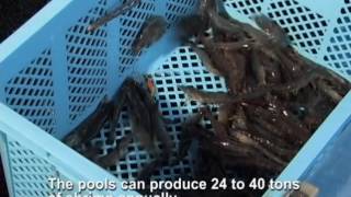 The worlds first Indoor Shrimp Production System ISPS [upl. by Irac]