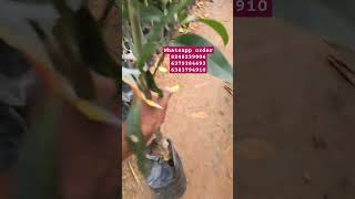 Mango chakkara kutty home grown  vera level tatse plant new arrival [upl. by Sajet72]