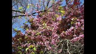 Chinese Redbud Tree in Bloom [upl. by Nyladnor]