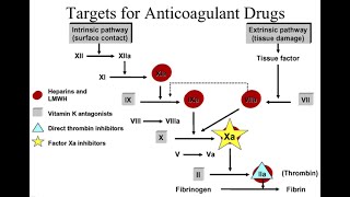 Anticlotting mechanism and Anticoagulants Heparin Cumarin Derievatives Ethylene diamine EDTA [upl. by Brigg843]