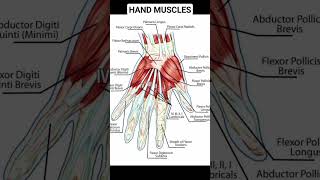 Hand Muscles anatomyphysiology muscle hand handanatomy [upl. by Kyte]