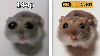 Sad Hamster 144p to 8K [upl. by Naesad870]