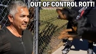 Best Tricks and Tips To Calm Down A Rottweiler  Cesar 911 Season 1 Ep 3  Part 1 [upl. by Dimitris]