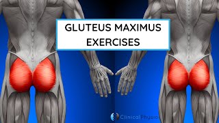 Best Exercises for Glute Max  Gluteus Maximus Exercises [upl. by Runck]