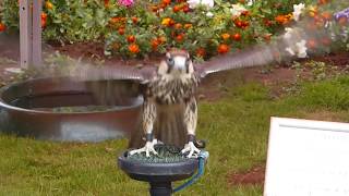 Female Lanner Falcon  Africa Europe Asia Birds [upl. by Salita]