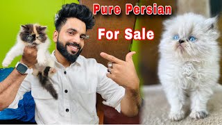 Persian Cats For Sale  Triple Coat Persian Kittens  Persian Cat  persian cat price in india [upl. by Mckinney877]