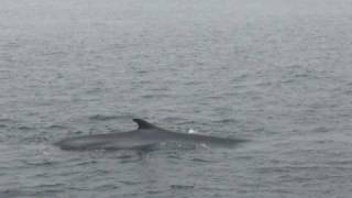 Finback Whale Watching Cape Cod Shows Tail Fin 2007 [upl. by Yekcor]