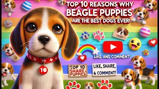 Top 10 Reason Why BEAGLE PUPPIES are The BEST DOGS EVER [upl. by Eislel]